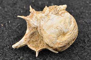 Fossil mullusc shell
