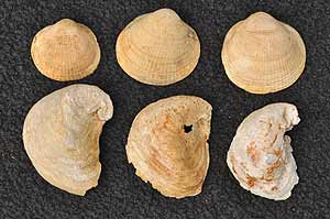 Fossil bivalve shells