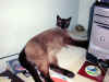 Nicholas on the scanner - CAT scan - April 2003