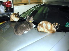 Pussy cats on the hood