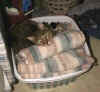 Simon in the laundry basket