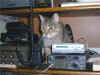 Trying to hide among the radio equipment
