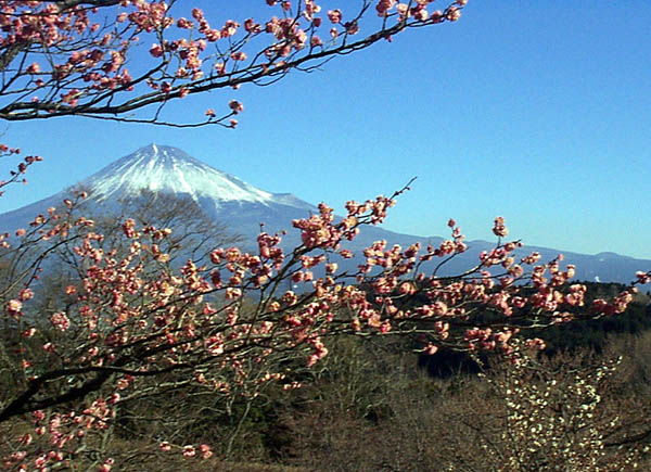 Mt Fuji with cherry bloosoms