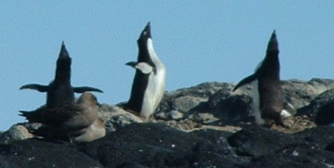 Penguin rookery
