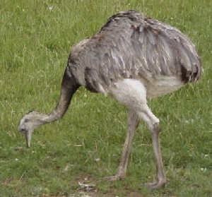 Rheas are omnivorous: they prefer broad-leafed plants, but also eat seeds, fruit, insects, feeder cable, and small radio amateurs