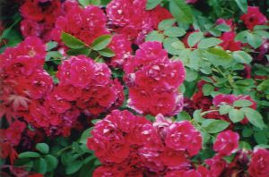 Le rose rosse del mio giardino. Tutto merito della mia XYL. A lei i complimenti.