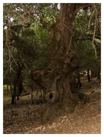 Uno degli alberi secolari che abbiamo incontrato sulla via del ritorno. Un leccio con tronco di almeno 3 metri di diametro.