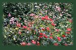 rosegarden.jpg (7636 oCg)