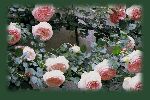rosegarden2.jpg (6088 oCg)