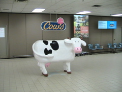 Cow in the Terminal