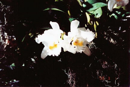 White Orchids from the Orchid Show in St. Louis held in January-February.