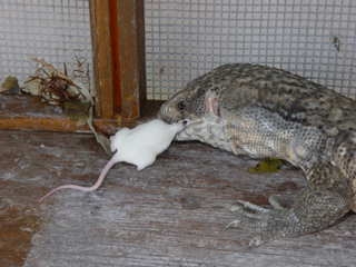 Maximilion The Decency Monitor, Eating The Mouse of Indecency