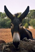 Do you
                    QSL via burro?