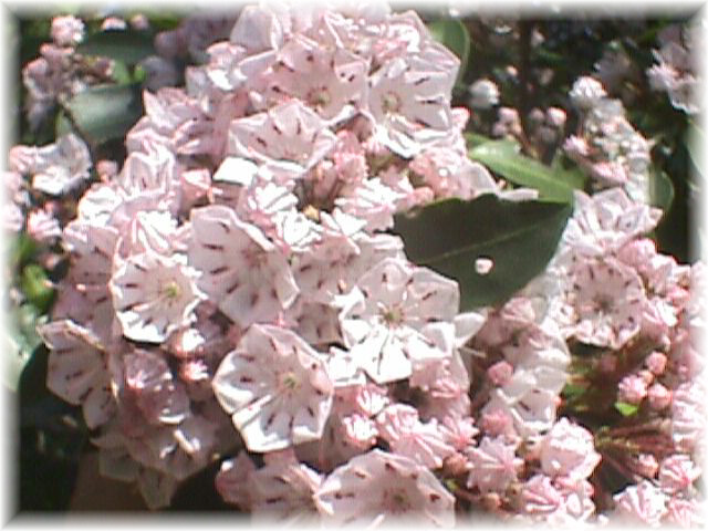 flower1.jpg (65609 bytes)