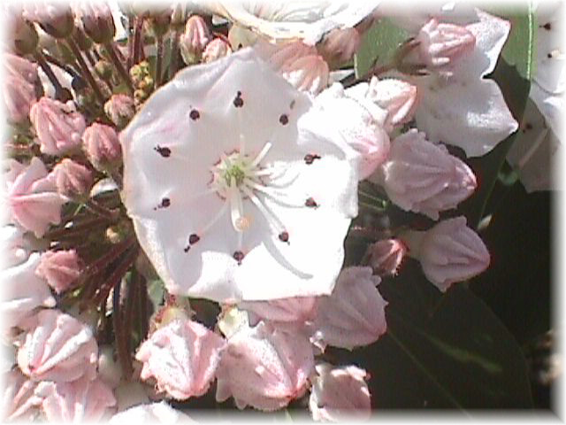 flower3.jpg (57001 bytes)