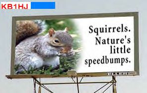 02241401-squirrel.jpg (14566 bytes)