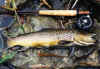 Brown Trout from Camera Pool, Oatka Creek.
