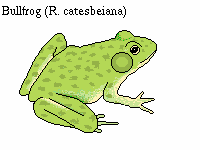 bullfrog.gif (2248 bytes)