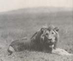 "LIONS WE COULD SEE several times during the day in the valley below US; and we could often hear them at night, giving their dramatic calls in the distance, or prowling in the vicinity of the camp."<br>
    -From "Great Mother Forest," Charles Scribner's Sons, 1937, following one of the earlier ventures.