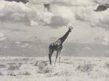 GROTESQUE AND BEAUTIFUL, the giraffe rears his eighteen feet of height against a cloud symphony. He covers ground at high speed, but his gait is like the movies reduced to 