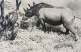 THE SLOPE OF MT. MERU was home to the rhinoceros. The plains to the west were crammed with wild game. The expedition's observations and its photographic efforts were well rewarded.
