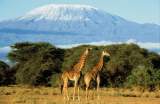 The beauty of the Kilimanjaro