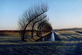 1. Bending trees near the city of Groningen