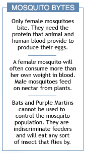 Mosquito Bytes -1