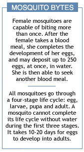 Mosquito Bytes -2
