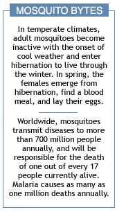 Mosquito Bytes -3