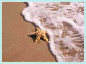 starfish1
