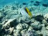 lined butterflyfish