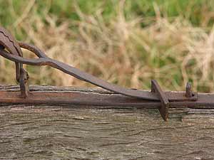 A gin trap with a flat forged spring