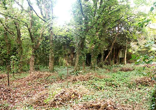 Recent photo of what's left of Pearce's Cottage