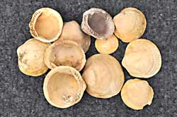 Some fossil bivalve shells