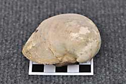 Fossil of a large bivalve