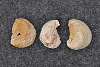 Fossil mollusc shells, unidentified