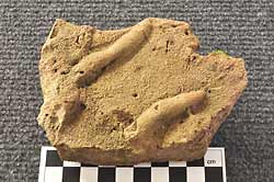 Fossil worm traces.