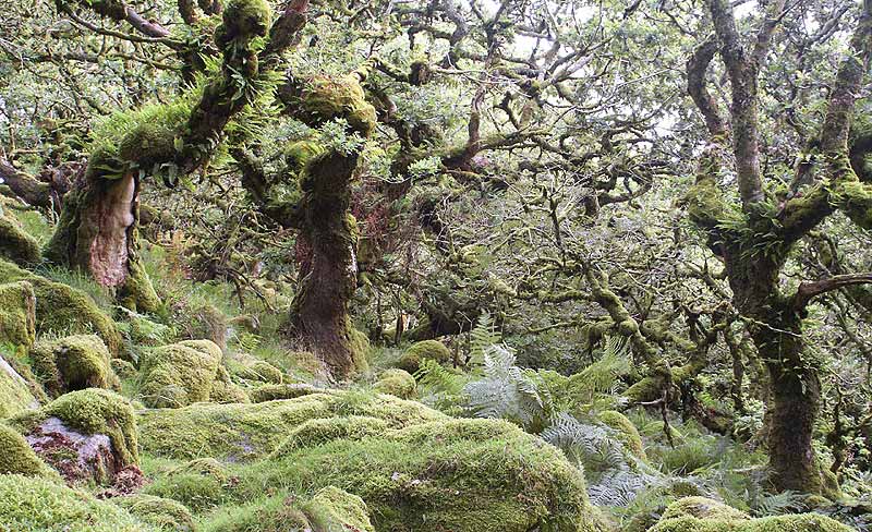 Stunted trees within Wistman's wood