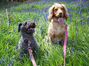 Two dogs in the woods