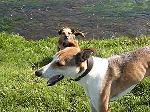 Two dogs by a river