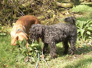 Two dogs in the woods
