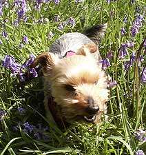 A dog in some bluebells