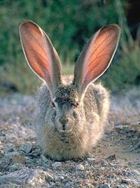 A rabbit with exceptionally long ears