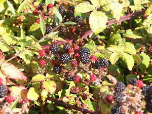 Blackberries