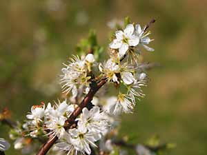 White blossom on a tree