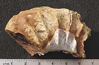 Fossil ammonite
