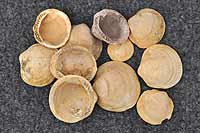 Some fossil bivalve shells
