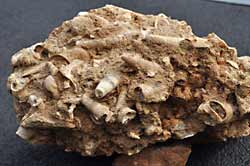 Cluster of fossil shells