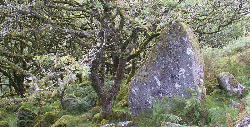 The Buller stone at Wistmans wood